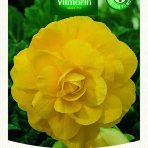 BEGONIA GRANDE FLEURS JAUNE