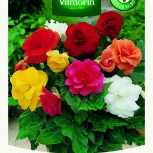 BEGONIA GRANDE FLEURS MIXED