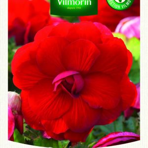 BEGONIA GRANDE FLEURS ROUGE