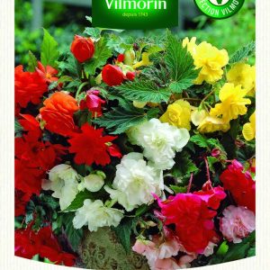 BEGONIA PENDULA MIXED
