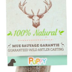 BOIS DE CERF PUPPY