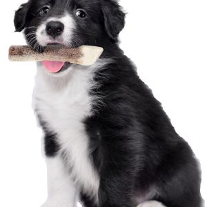 BOIS DE CERF PUPPY