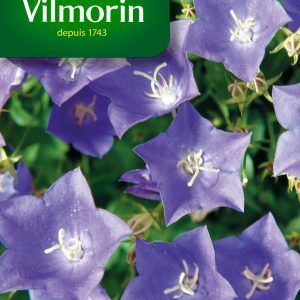 CAMPANULE CARPATHES BLEU