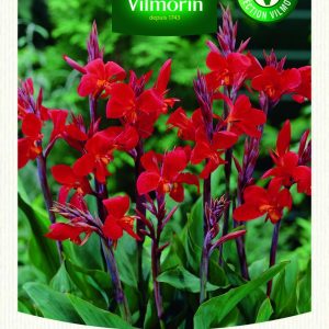 CANNA GREENLEAVES ROUGE