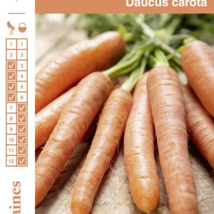 CAROTTE TOUCHON FGR S1