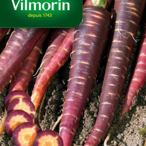 CAROTTE VIOLIETTE PURPLE HAZE