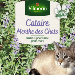 Cataire Menthe des chats
