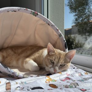 CHATOUILLE CHAUSSETTE