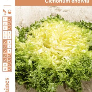 CHICOREE FRISEE DE RUFFEC FGR S1