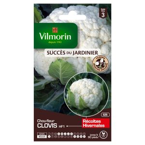 CHOU FLEUR CLOVIS HF1