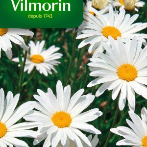 CHRYSANTHEME MARGO