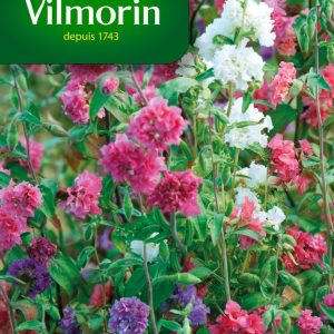 CLARKIA ELEGANT DBL MIX