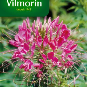 CLEOME  ROSE