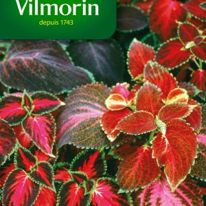 COLEUS ARC EN CIEL AMELIOREE