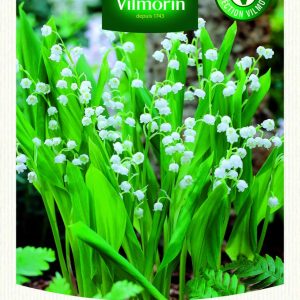 CONVALLARIA MAJALIS