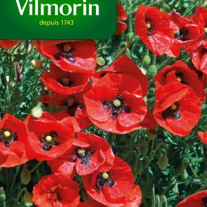 COQUELICOT SIMPLE ROUGE