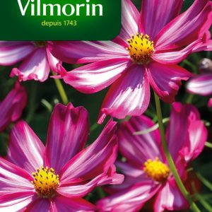 COSMOS PICOTEE