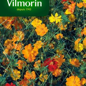 COSMOS SULPHUREUS MIX