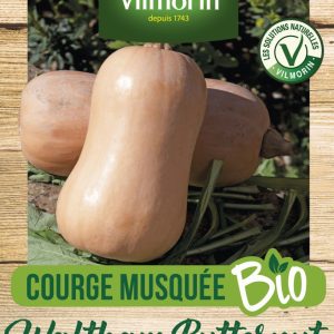 COURGE BUTTERNUT BIO