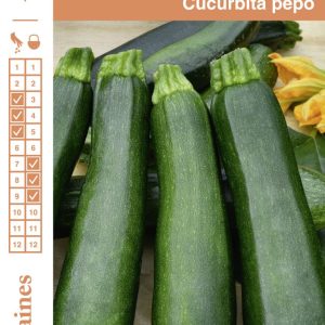 COURGETTE MARAICHERE FGR S1