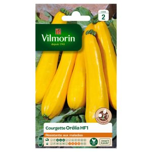 COURGETTE ORELIA HF1