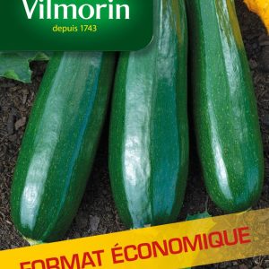 COURGETTE VERTE MARAICH GM