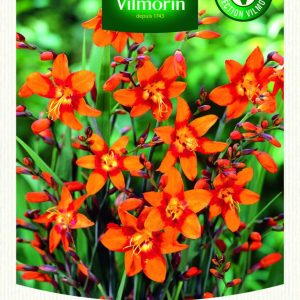 CROCOSMIA EMILY MCKENZIE