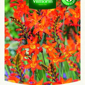 CROCOSMIA ORANGE