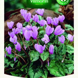 CYCLAMEN NEAPOLITANUM