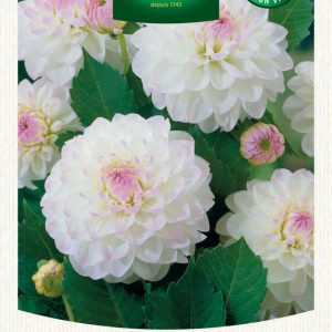 DAHLIA BALL EVELINE