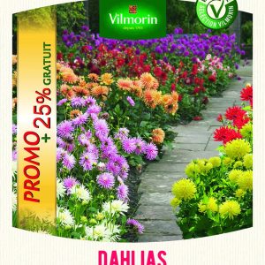 DAHLIA CACTUS 25% GRATUIT