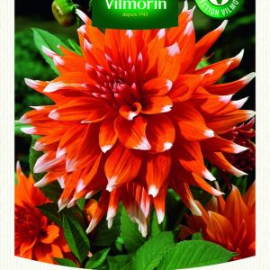 DAHLIA CACTUS COLOR SPECTACLE