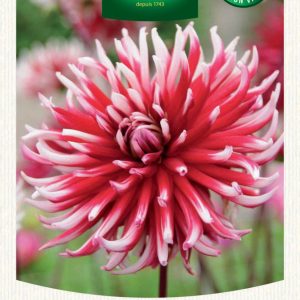 DAHLIA CACTUS FRIQUOLET