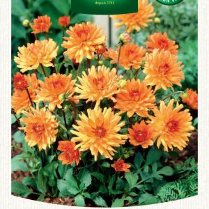 DAHLIA CACTUS ORANGE PIGMY
