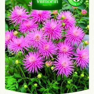 DAHLIA CACTUS PARK PRINCESS