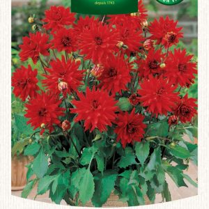 DAHLIA CACTUS RED PIGMY