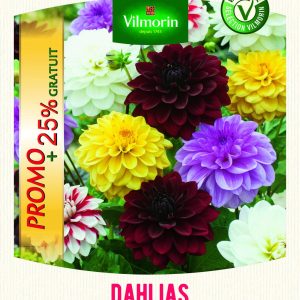 DAHLIA DECO 25% GRATUIT MELANGE