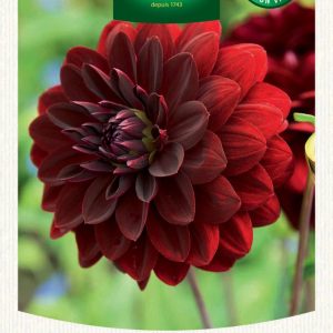 DAHLIA DECO ARABIAN NIGHT