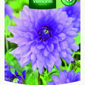DAHLIA DECO BLUE BOY