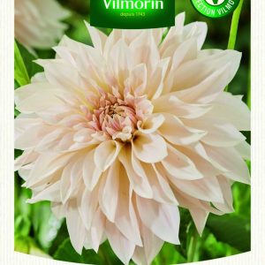 DAHLIA DECO CAFE AU LAIT XXL