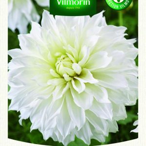 DAHLIA DECO FLEUREL XXL