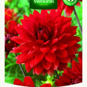 DAHLIA DECO GARDEN WONDER