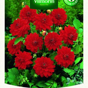 DAHLIA DECO HEATWAVE