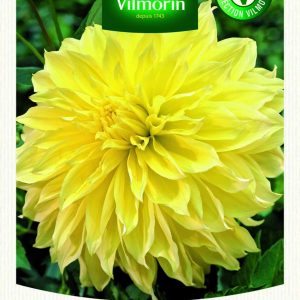 DAHLIA DECO KELVIN FLOODLIGHT XXL