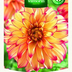 DAHLIA DECO LADY DARLENE XXL