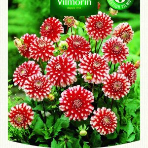 DAHLIA DECO LITTLE TIGER