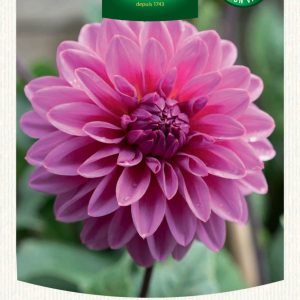 DAHLIA DECO LUCKY NUMBER
