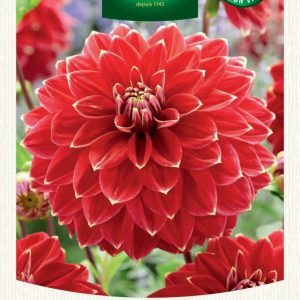 DAHLIA DECO MR OPTIMIST