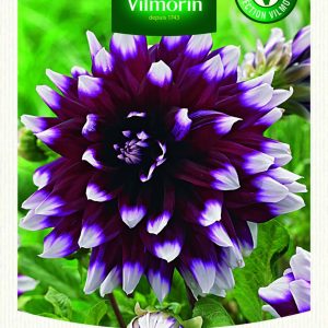DAHLIA DECO MYSTERY DAY