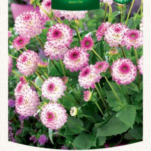 DAHLIA DECO PINK ISA